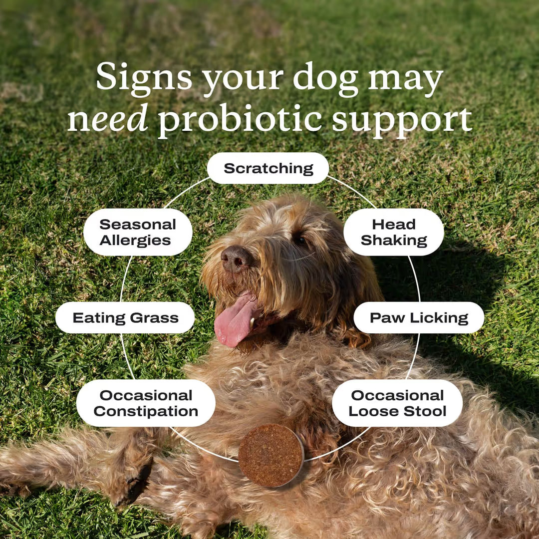 Meet the first clinically studied probiotic soft chew for dogs¹